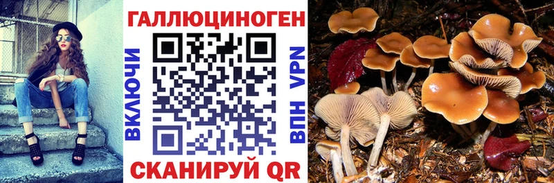 магазин продажи Унеча Галлюциногенные грибы MAGIC MUSHROOMS